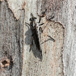 Cerdistus sp. (genus) at Fraser, ACT - 19 Nov 2024