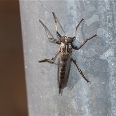 Cerdistus sp. (genus) (Slender Robber Fly) at Fraser, ACT - 19 Nov 2024 by AlisonMilton