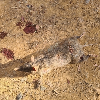 Perameles nasuta (Long-nosed Bandicoot) at Brindabella, NSW - 20 Nov 2024 by LukeMcElhinney