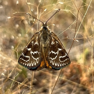 Synemon plana at Throsby, ACT - 21 Nov 2024