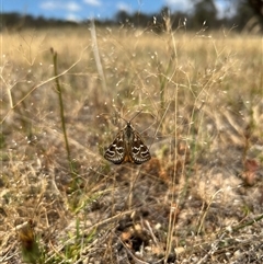 Synemon plana at Throsby, ACT - 21 Nov 2024