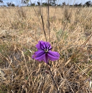 Arthropodium fimbriatum at Throsby, ACT - 20 Nov 2024 09:40 AM