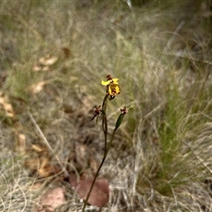 Diuris semilunulata (Late Leopard Orchid) at Rendezvous Creek, ACT - 10 Nov 2024 by RangerRiley