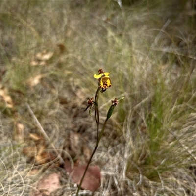 Diuris sp. at Rendezvous Creek, ACT - 10 Nov 2024 by RangerRiley