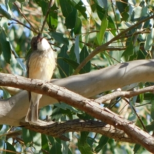 Pachycephala rufiventris at Symonston, ACT - 21 Nov 2024