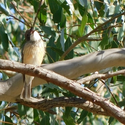 Unidentified Bird at Symonston, ACT - 21 Nov 2024 by CallumBraeRuralProperty