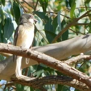 Pachycephala rufiventris at Symonston, ACT - 21 Nov 2024