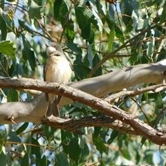 Pachycephala rufiventris at Symonston, ACT - 21 Nov 2024