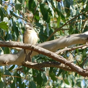 Pachycephala rufiventris at Symonston, ACT - 21 Nov 2024