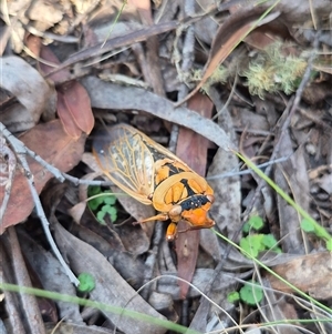 Cyclochila australasiae at Monga, NSW - 21 Nov 2024 03:15 PM