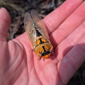 Cyclochila australasiae at Monga, NSW - 21 Nov 2024