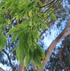 Acer negundo (Box Elder) at Wanniassa, ACT by Euphemia