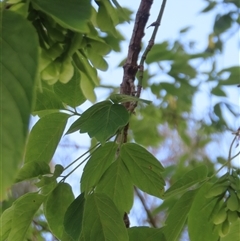 Acer negundo at Wanniassa, ACT - 21 Nov 2024