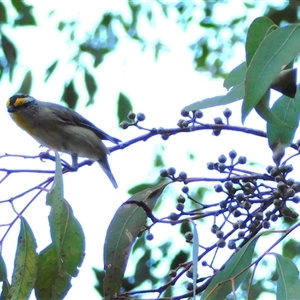 Pardalotus striatus (Striated Pardalote) at Symonston, ACT by CallumBraeRuralProperty