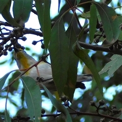 Pardalotus striatus at Symonston, ACT - 21 Nov 2024