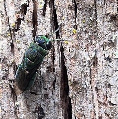 Chrysididae (family) at Monga, NSW - 21 Nov 2024 by clarehoneydove