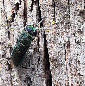 Chrysididae (family) at Monga, NSW - 21 Nov 2024 02:30 PM