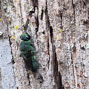 Chrysididae (family) at Monga, NSW - 21 Nov 2024