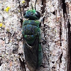 Chrysididae (family) at Monga, NSW - 21 Nov 2024