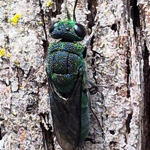 Chrysididae (family) at Monga, NSW - 21 Nov 2024