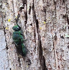 Chrysididae (family) at Monga, NSW - 21 Nov 2024