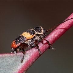 Aporocera sp. (genus) at Dunlop, ACT - 18 Nov 2024 by AlisonMilton