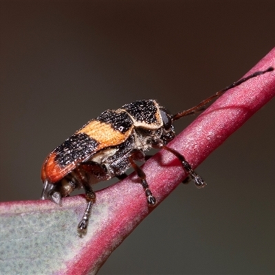 Aporocera sp. (genus) at Dunlop, ACT - 18 Nov 2024 by AlisonMilton