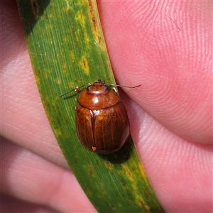 Paropsisterna aequalis at Monga, NSW - 21 Nov 2024 02:11 PM