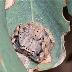 Isopeda canberrana at Fraser, ACT - 18 Nov 2024 by AlisonMilton