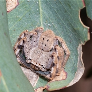 Isopedella pessleri at Fraser, ACT - 19 Nov 2024