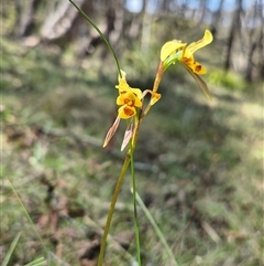 Diuris chryseopsis at Monga, NSW - 21 Nov 2024 by clarehoneydove