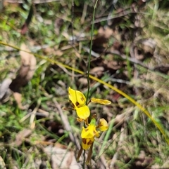 Diuris sulphurea at Monga, NSW - 21 Nov 2024