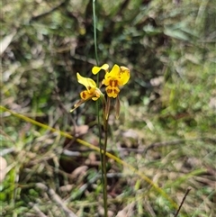 Diuris sulphurea at Monga, NSW - 21 Nov 2024