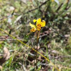 Diuris sulphurea at Monga, NSW - 21 Nov 2024