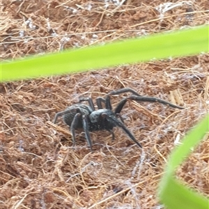 Badumna insignis (Black House Spider) at Aberglasslyn, NSW by TheKewpie