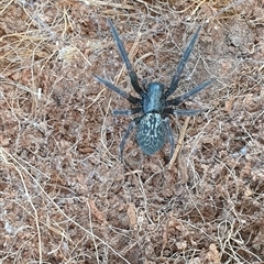 Badumna insignis at Aberglasslyn, NSW - suppressed