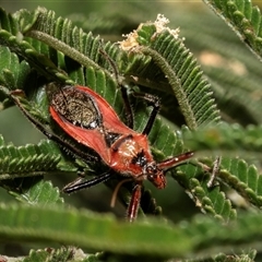 Gminatus australis (Orange assassin bug) at Fraser, ACT - 19 Nov 2024 by AlisonMilton