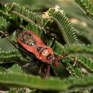 Gminatus australis at Fraser, ACT - 19 Nov 2024