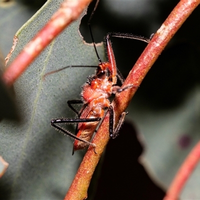 Gminatus australis (Orange assassin bug) at Fraser, ACT - 19 Nov 2024 by AlisonMilton