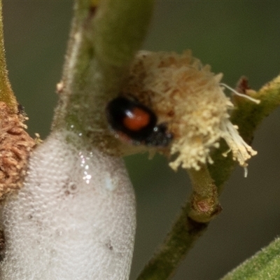 Diomus notescens (Little two-spotted ladybird) at Fraser, ACT - 19 Nov 2024 by AlisonMilton