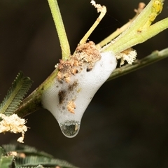 Aphrophorinae (subfamily) (Unidentified spittlebug) at Fraser, ACT - 19 Nov 2024 by AlisonMilton