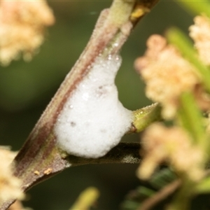 Aphrophorinae (subfamily) at Fraser, ACT - 19 Nov 2024