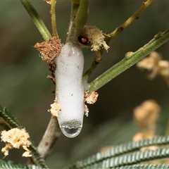 Aphrophorinae (subfamily) at Fraser, ACT - 19 Nov 2024