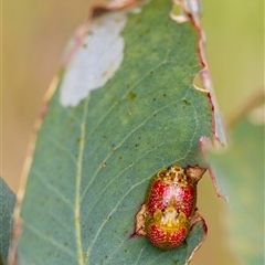 Unidentified Beetle (Coleoptera) at Denman Prospect, ACT - 26 Oct 2024 by KarinNeufeld