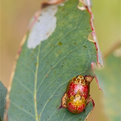 Paropsisterna fastidiosa (Eucalyptus leaf beetle) at Denman Prospect, ACT - 27 Oct 2024 by KarinNeufeld