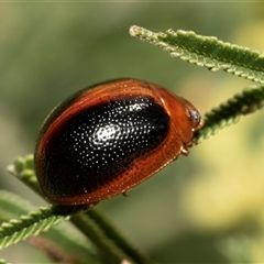 Dicranosterna immaculata (Acacia leaf beetle) at Dunlop, ACT - 19 Nov 2024 by AlisonMilton