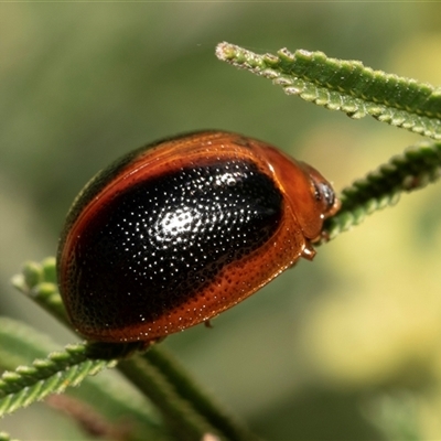 Dicranosterna immaculata (Acacia leaf beetle) at Dunlop, ACT - 18 Nov 2024 by AlisonMilton