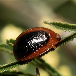 Dicranosterna immaculata at Dunlop, ACT - 19 Nov 2024 09:10 AM