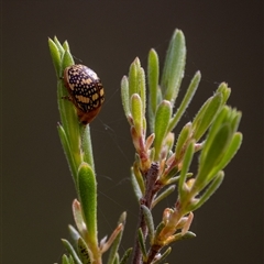 Paropsis pictipennis at Denman Prospect, ACT - 26 Oct 2024 by KarinNeufeld