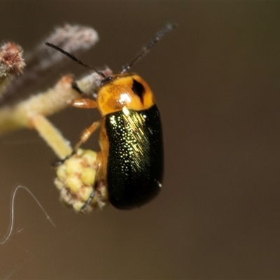 Aporocera (Aporocera) consors (A leaf beetle) at Dunlop, ACT - 19 Nov 2024 by AlisonMilton